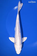 8.5" DOITSU PLATINUM OGON