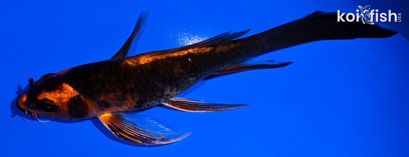 5.75" KIN HI UTSURI BUTTERFLY