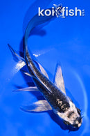 5" KIKOKURYU BUTTERFLY