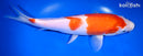 10.25" KOHAKU