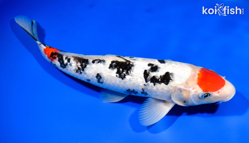 11.5" GINRIN MARUTEN SANKE