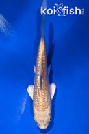 4.25" GINRIN YAMABUKI OGON