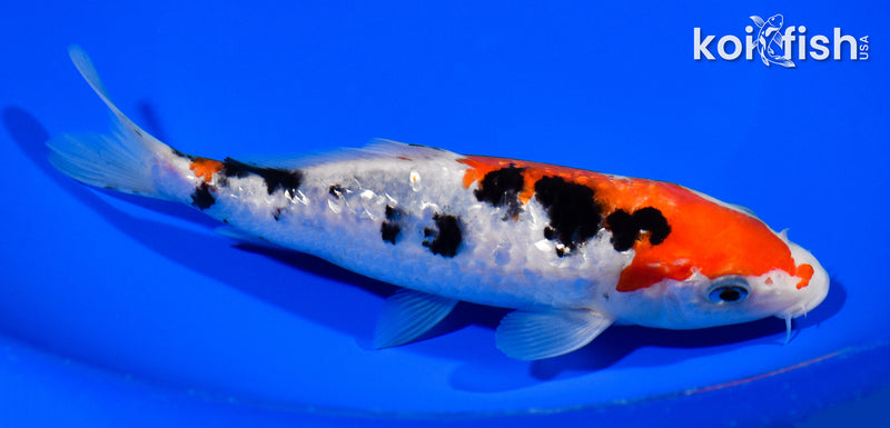 6.75" GINRIN SANKE