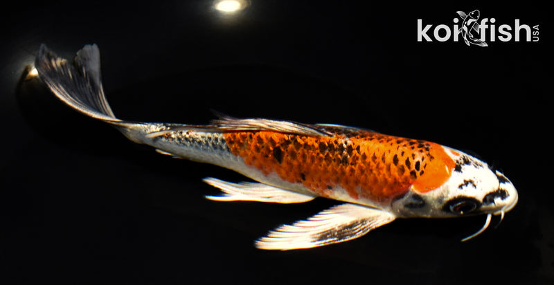 7.25" BENI GINGA BUTTERFLY