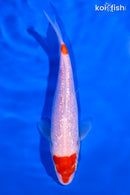 6.25" GINRIN KOHAKU
