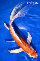 10" KIKUSUI BUTTERFLY