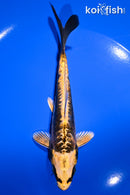 6" KIN KIKOKURYU
