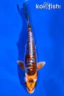 6" BENI KIKOKURYU