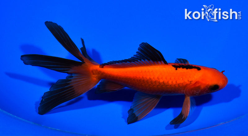 5.75" WAKIN GOLDFISH