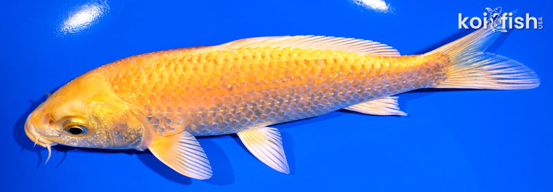 6.75" YAMABUKI OGON