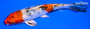 6.5" GINRIN YAMATO NISHIKI