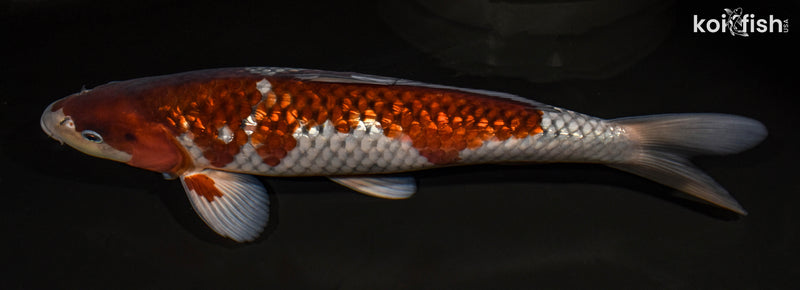 14.5" GINRIN OCHIBA SHIGURE
