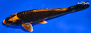 6.75" KIN ORENJI MATSUBA