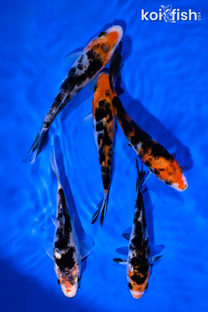 PACK OF (5) 4-5" SANKE KOI