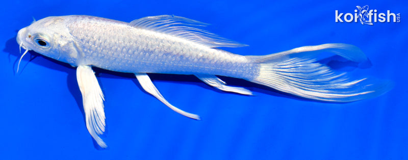 6" PLATINUM OGON BUTTERFLY