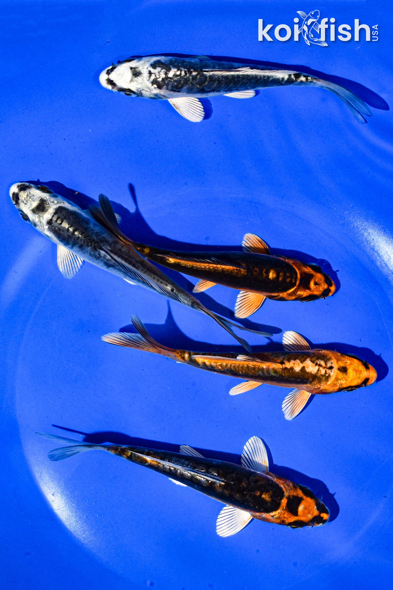 PACK OF (5) 3-4" STANDARD GHOST KOI