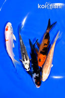 PACK OF (5) 4-4.5" MIXED STANDARD KOI