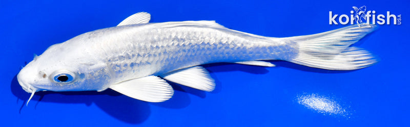 6" GINRIN PLATINUM OGON