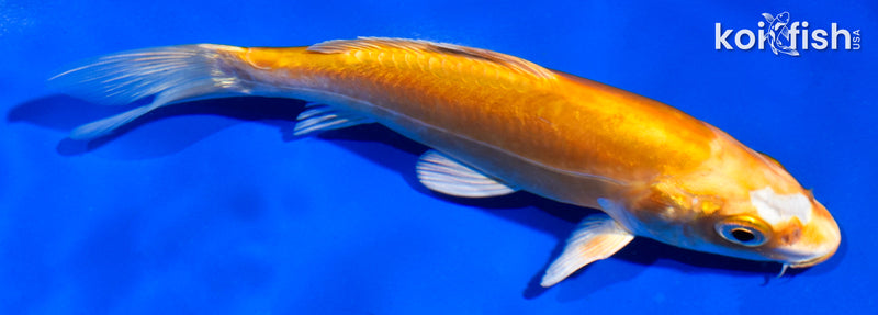 5" KIKUSUI