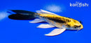5.5" KIN KIKOKURYU BUTTERFLY