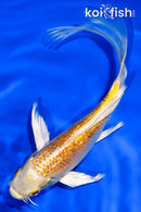 5.5" GINRIN YAMABUKI OGON BUTTERFLY