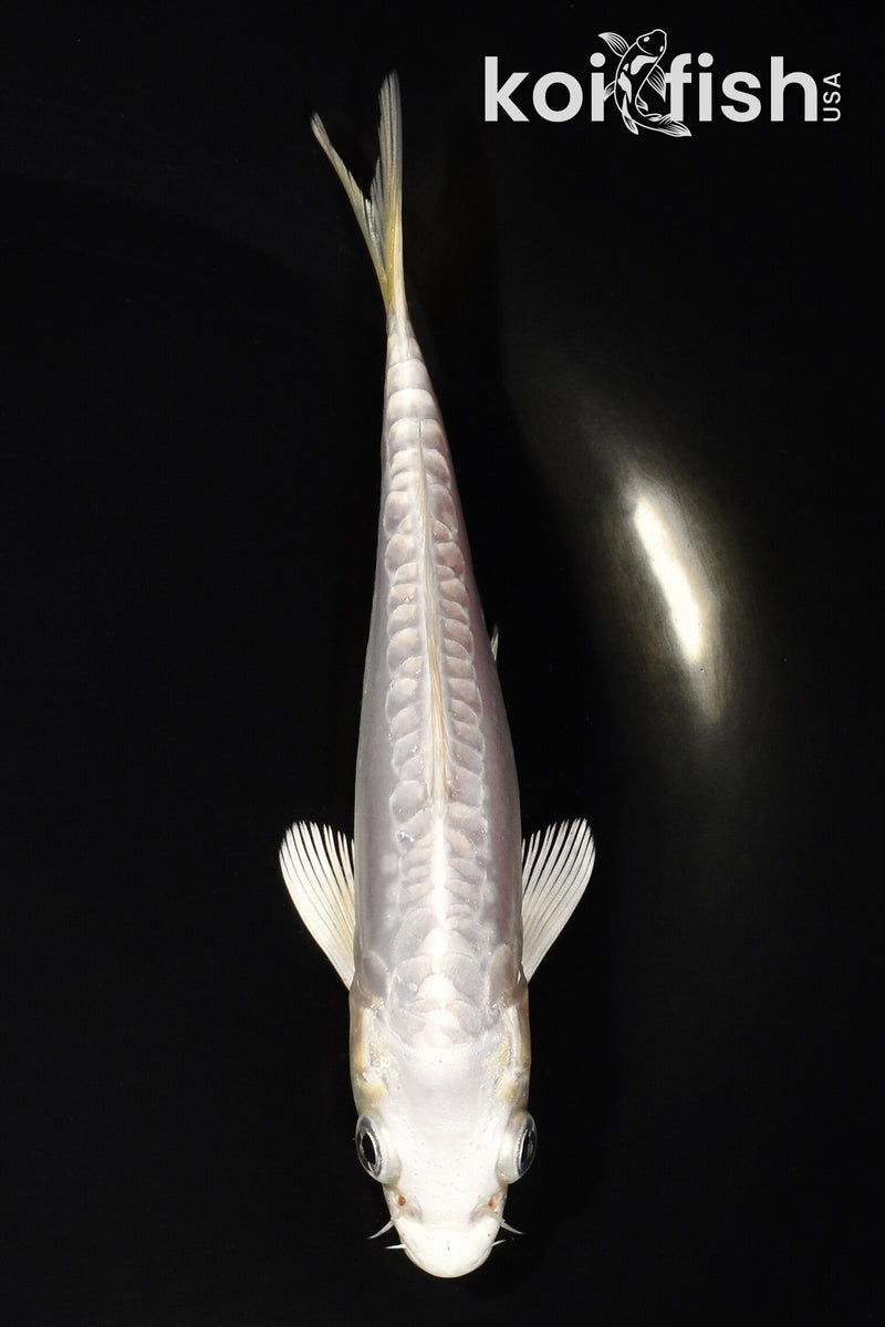 5.25" DOITSU PLATINUM OGON