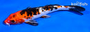 6" GINRIN YAMATO NISHIKI
