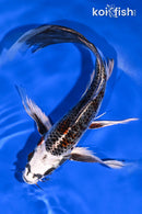 9.5" BENI GINGA BUTTERFLY