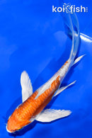 5" KIKUSUI BUTTERFLY