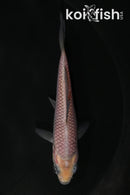 4" SORAGOI