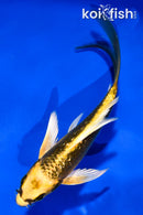 5" GINRIN KI MATSUBA BUTTERFLY