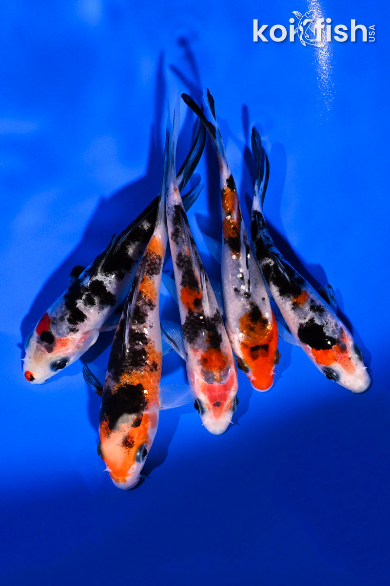 PACK OF (5) 3.5-4.5" SANKE KOI
