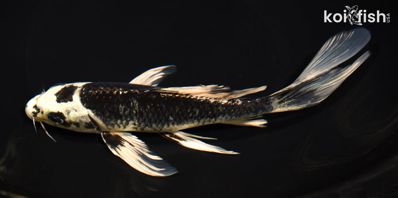7.75" GINGA BUTTERFLY