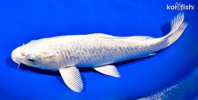 11.75" GINRIN PLATINUM OGON