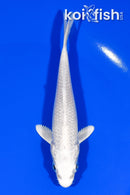 4.75" PLATINUM OGON