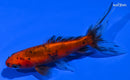 3.75" CALICO WAKIN GOLDFISH