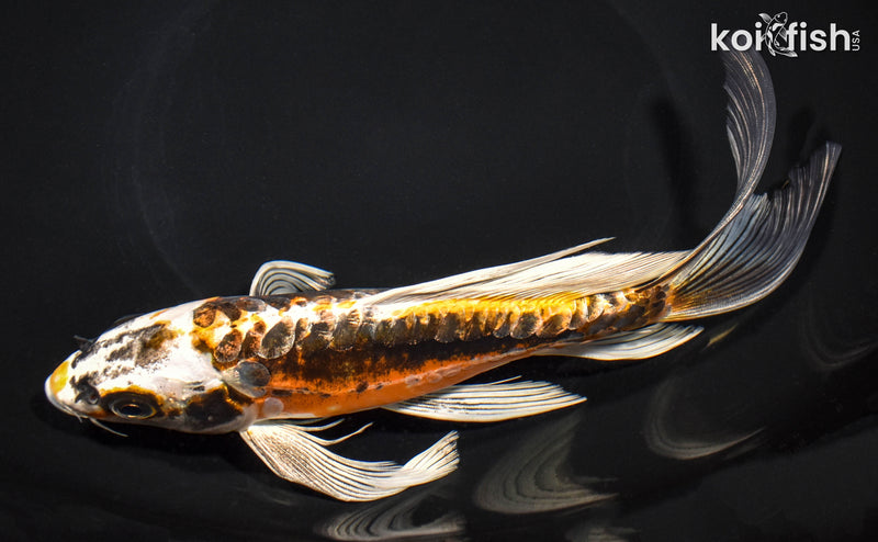 8.5" KIN KIKOKURYU BUTTERFLY