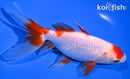 6" WAKIN GOLDFISH