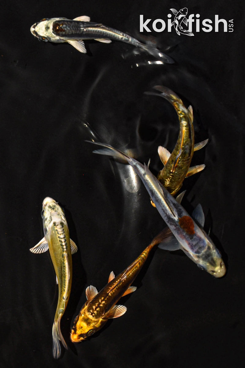 PACK OF (5) 3-4" STANDARD GHOST KOI