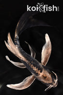 7.25" ARAGOKE KIKOKURYU BUTTERFLY