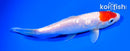 6.5" GINRIN TANCHO KOHAKU