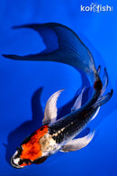 5" KUJAKU BUTTERFLY