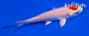 4" HARIWAKE