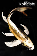 9.75" KIN KIKOKURYU BUTTERFLY