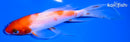 5.5" KOHAKU BUTTERFLY