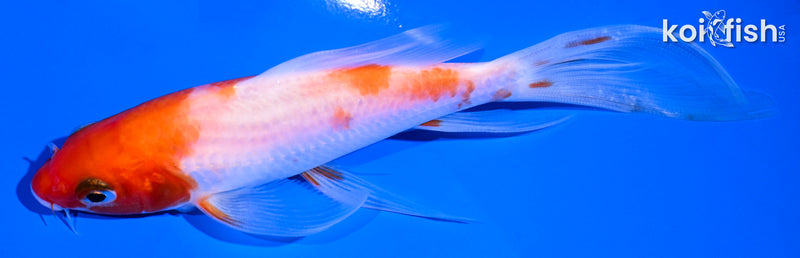 5.5" KOHAKU BUTTERFLY