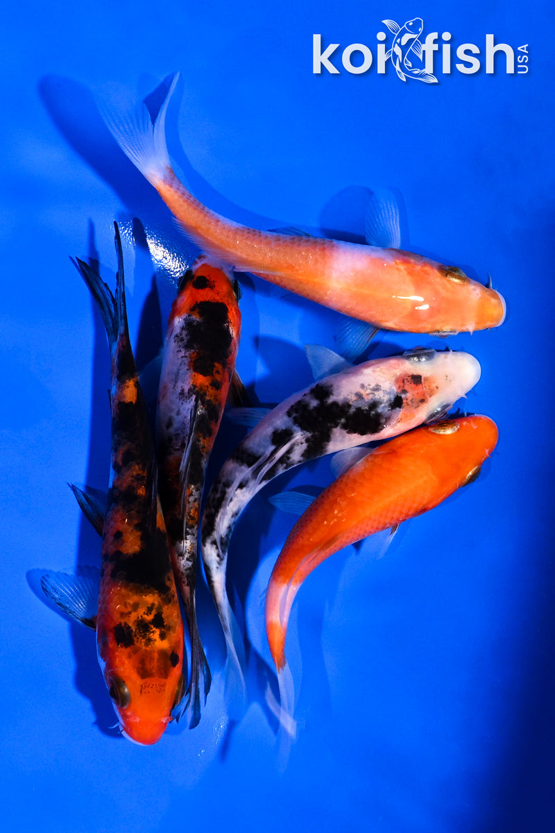 PACK OF (5) 3.75-4.5" STANDARD KOI