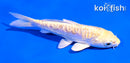 4.5" ARAGOKE LEMON HARIWAKE