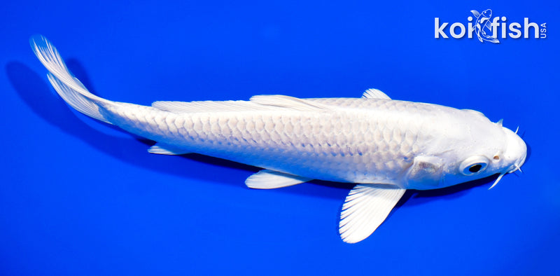 8.5" PLATINUM OGON