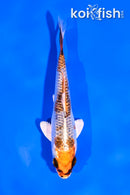 4" GINRIN KUJAKU